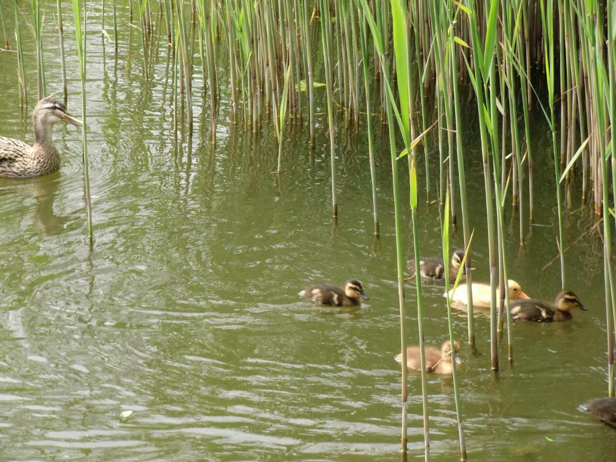Huisje 59 Nieuwe-Niedorp Bagian luar foto